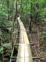 Jungle Trail, Rio Dulce